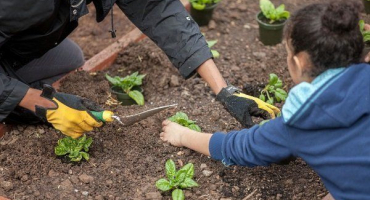 Jak pěstovat špenát venku? Zemědělské tajemství